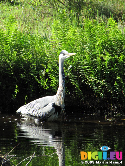 SX06372 Grey herron